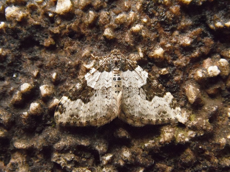 La prima criptica geometridae dell''anno...